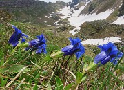 33 Gentiana acaulis (Genziana di Koch)